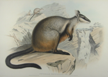 John Gould Mammals of Australia